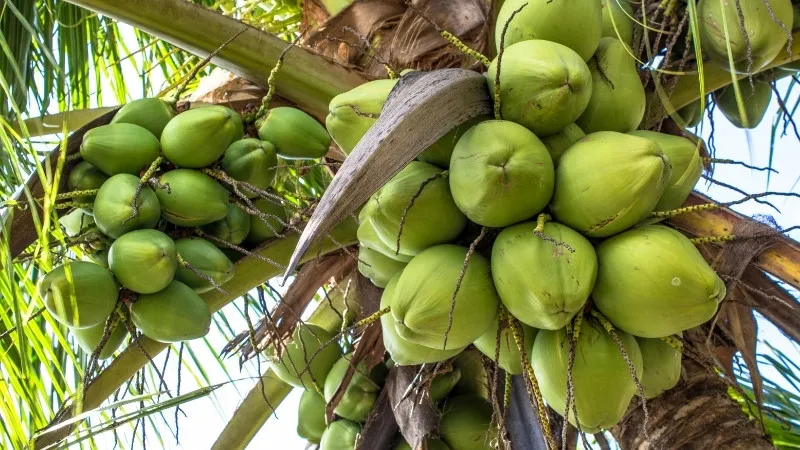 Lời khuyên khi uống nước dừa