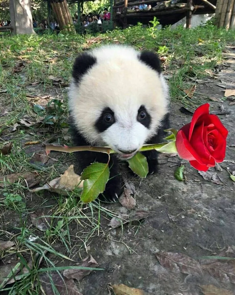 Ảnh meme gấu siêu dễ thương, rất hài hước và đáng yêu.