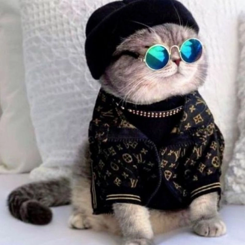 Avatar cute mèo chibi mập gây sốt mạng xã hội