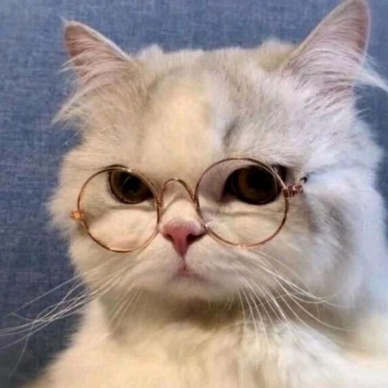 Avatar mèo cute chibi dễ thương siêu cấp