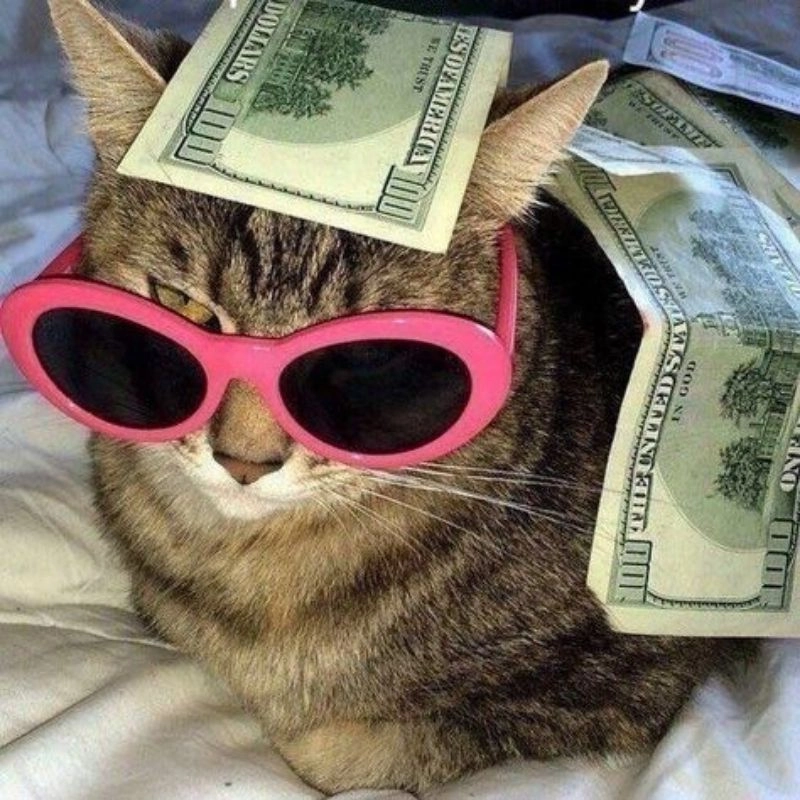 Meo chibi avt avatar ảnh mèo cute gây sốt mạng