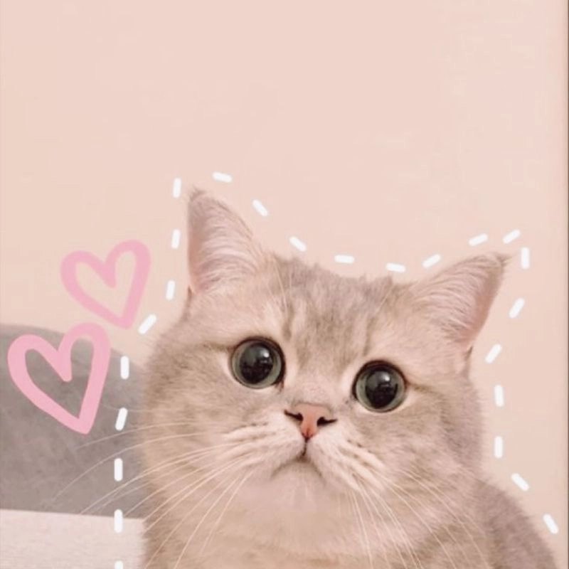 Mèo béo chibi tròn trĩnh đáng yêu