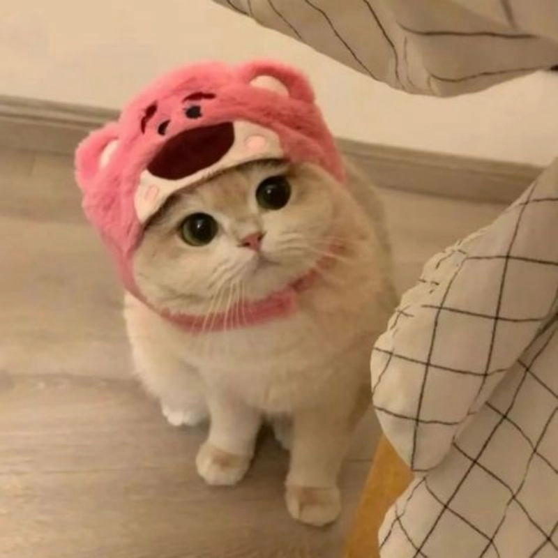 Mèo con chibi cute ngọt ngào