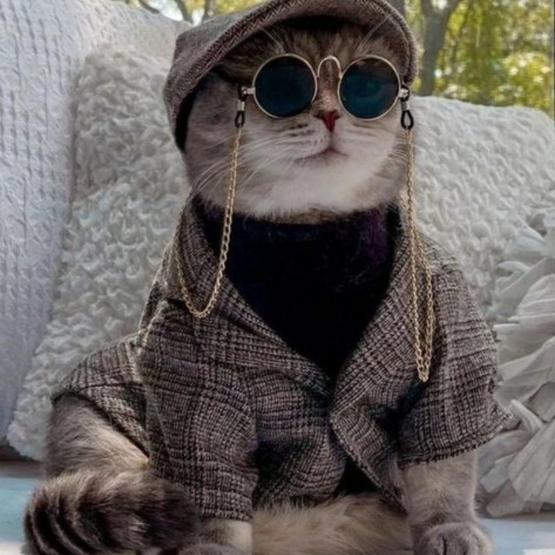 Mèo chi bi ngộ nghĩnh đáng mến