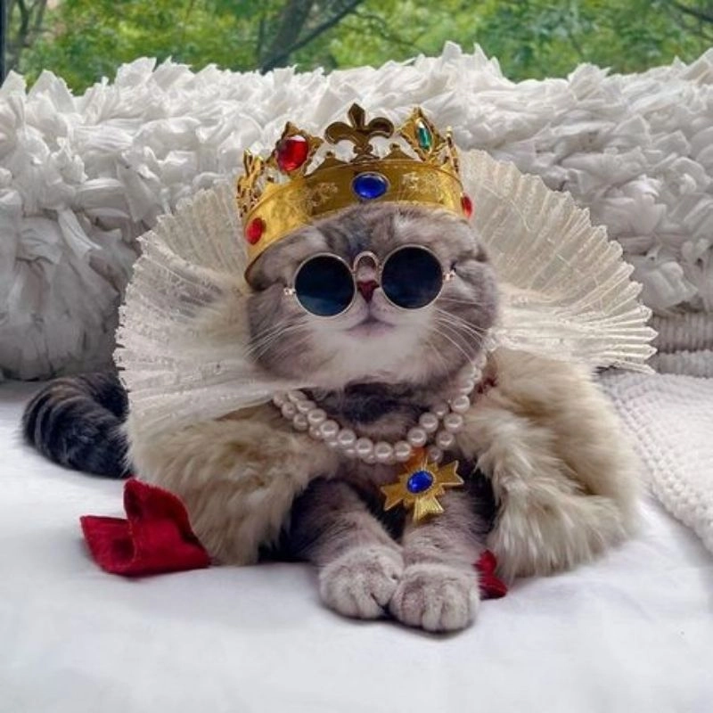 Mèo mập chibi nhìn là mê