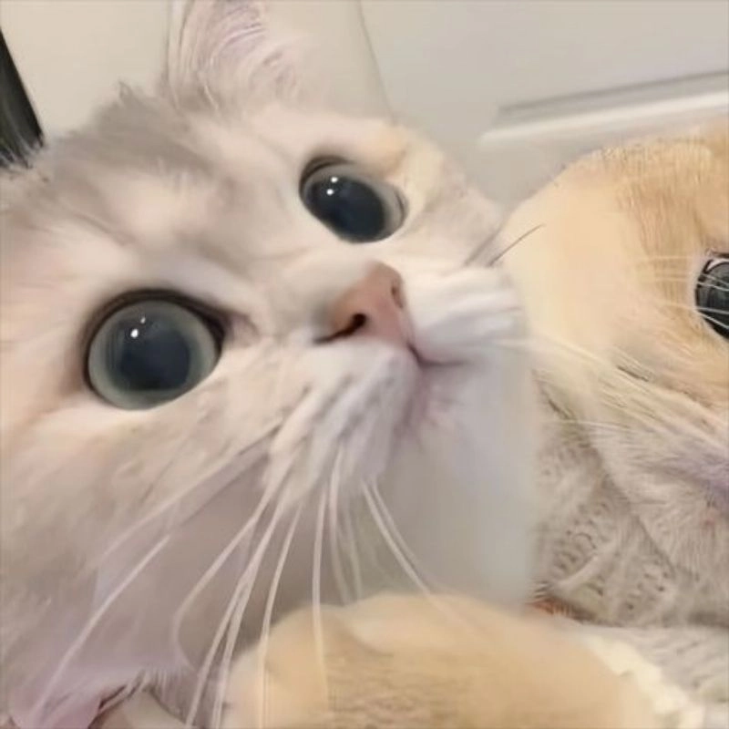 Ảnh chibi cute mèo thu hút mọi ánh nhìn