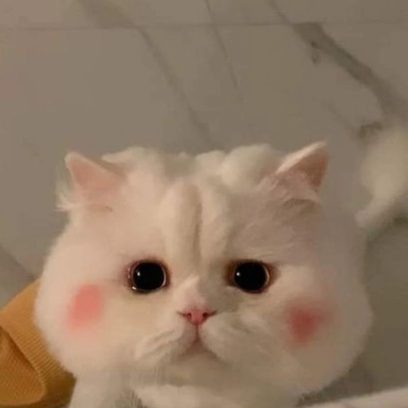 Ảnh chibi mèo cute đẹp nổi bật