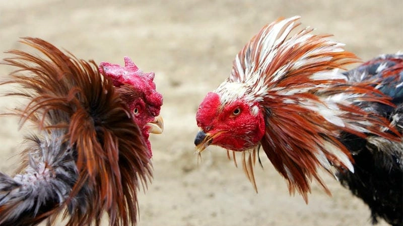 Bát thức ăn dinh dưỡng cho chiến kê, với thóc lứt và rau xanh 