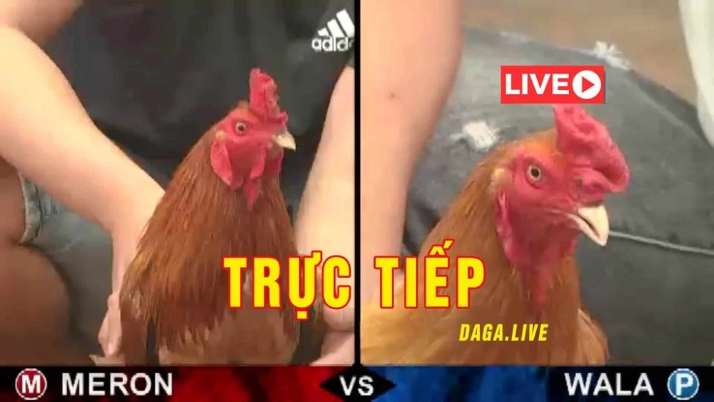 Chiến kê sẵn sàng tái đấu tại đấu trường ALO789 