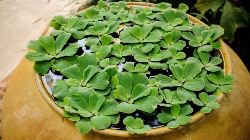 Ca dao về bèo là kho tàng văn học dân gian mộc mạc