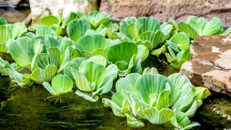 Ý nghĩa của ca dao về bèo