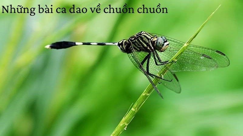 Những bài ca dao về chuồn chuồn