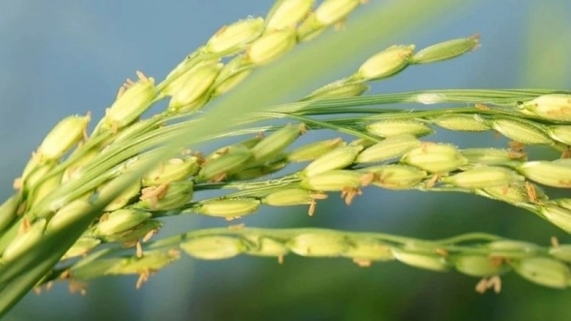 Ca dao về lúa thể hiện mùa vàng bội thu và văn hóa Việt