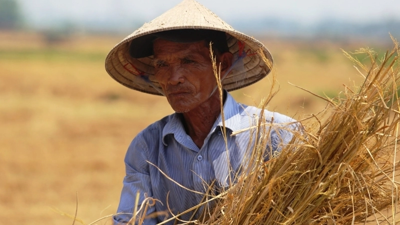 Ca dao về nông dân còn ca ngợi đức tính cần cù chịu khó