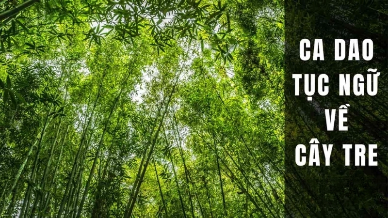 Những bài ca dao về cây tre đầy ý nghĩa