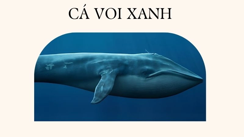 Cá voi xanh