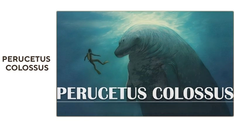 Perucetus colossus